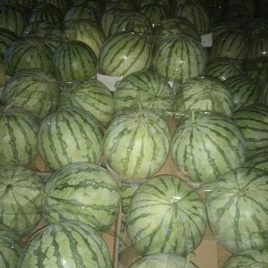 通许县金花西瓜 河南省开封市通许县 1茬