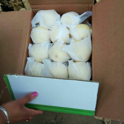 砀山县皇冠梨 300-350g 90mm以上
