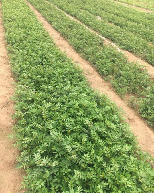 大红袍花椒苗