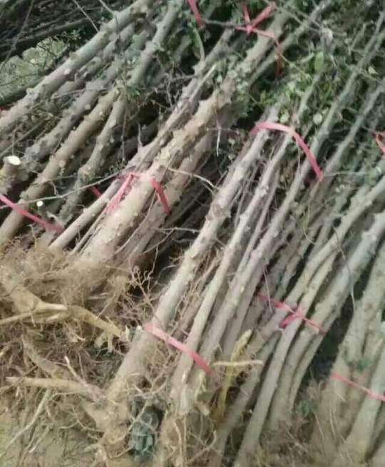 大红袍花椒苗