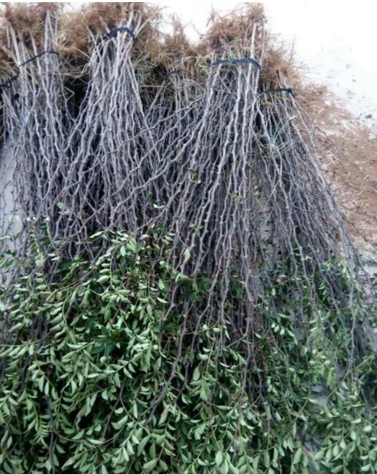 大红袍花椒苗