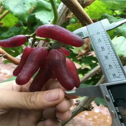 平邑县葡萄苗