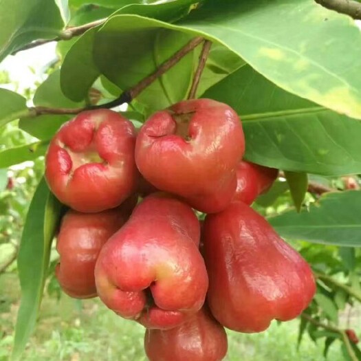 灵山县黑金刚莲雾苗 
