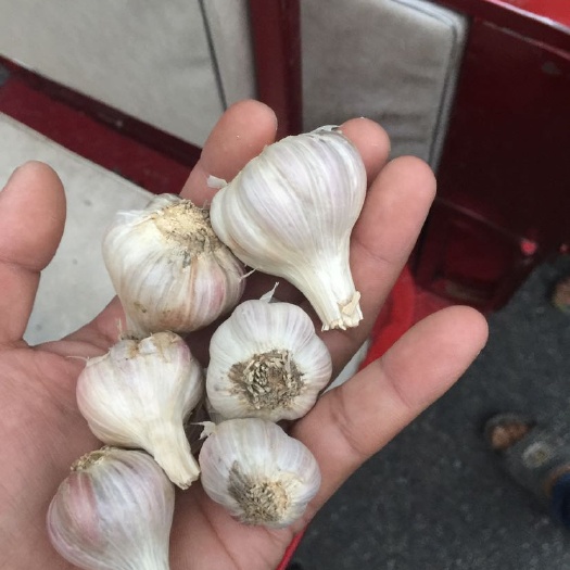 彭州市二水早大蒜 四川二水早 二季早 寒蒜