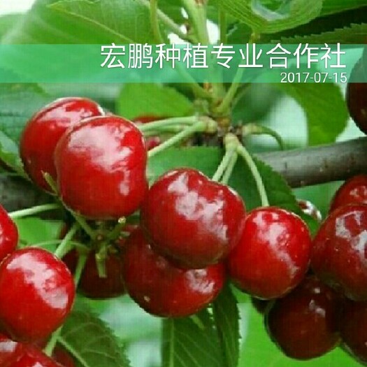 昆明美早苗