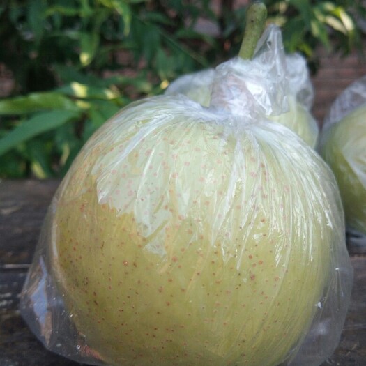 泊头市皇冠梨 250-300g 75mm以上