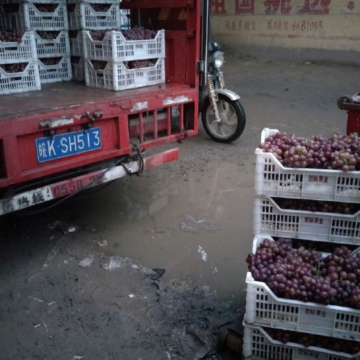 邯郸 河北邯郸永年县葡萄万亩葡萄基地，各种葡萄大量上市中，有乒乓球