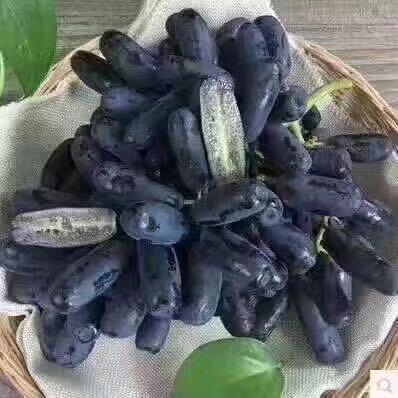 枣庄甜蜜蓝宝石葡萄苗