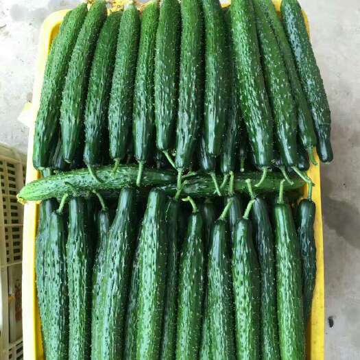 莘县德瑞特721黄瓜 25~30cm 干花带刺