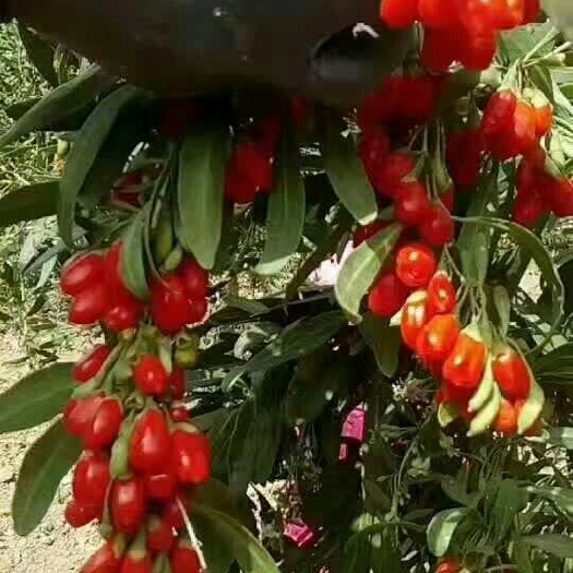 中卫宁夏枸杞 特优级 