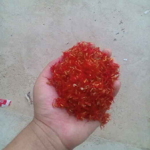 玉门市红花