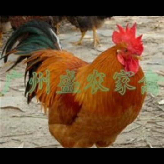 广州三黄鸡苗
