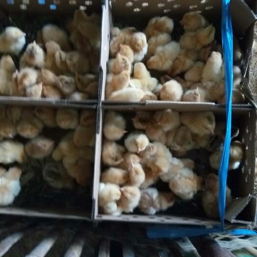 广州三黄鸡苗