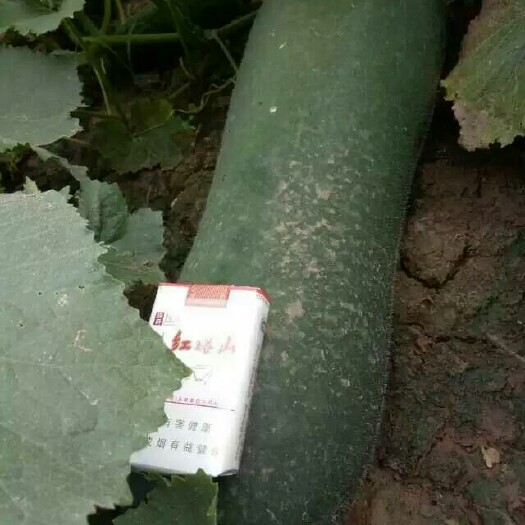 博爱县 精品冬瓜，条形好，有亮度