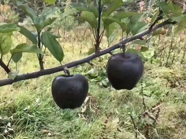 枣庄红肉苹果树苗 1~1.5米
