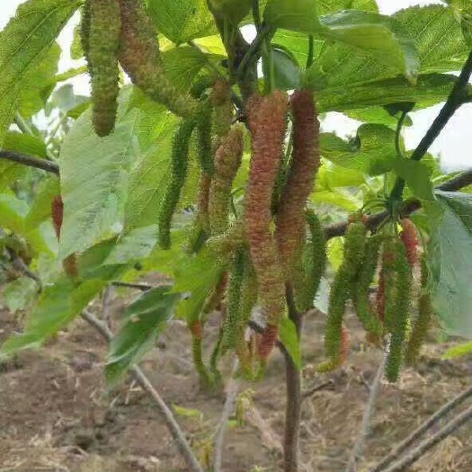 枣庄长果桑苗