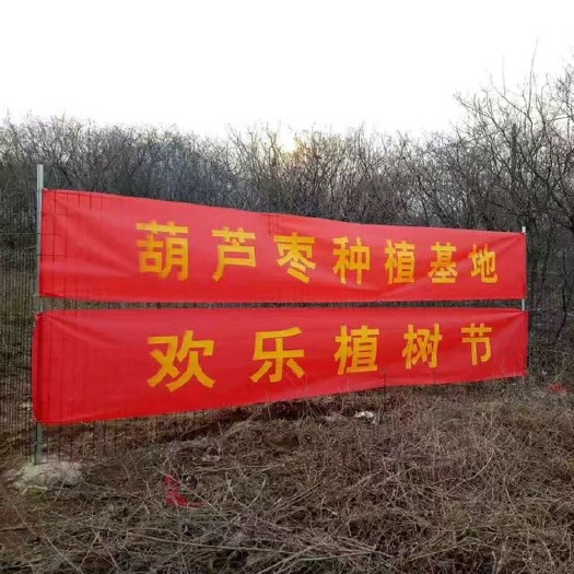 枣庄葫芦枣苗 