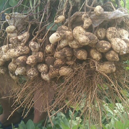 夏津县 夏津十五里的鲜花生