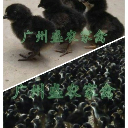 广州 黑土2鸡苗   黑鸡毛   土鸡苗