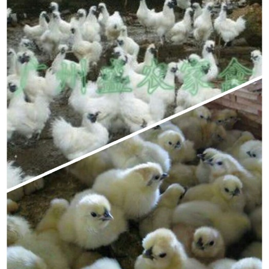 广州竹丝鸡苗