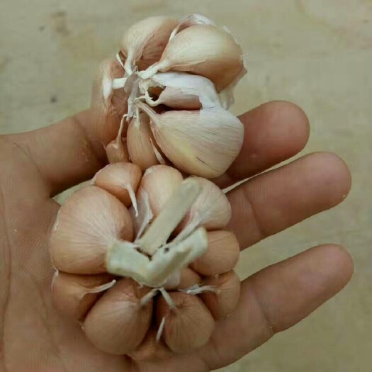 安丘市金乡大蒜 混级统货 多瓣蒜 