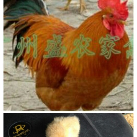 广州 快大红肉鸡苗
