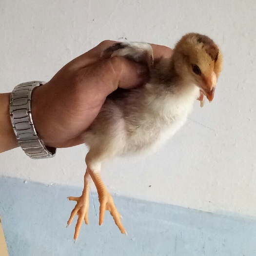 广州斗鸡苗