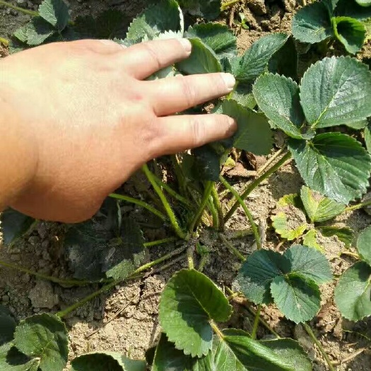 泰安全明星草莓苗 地栽苗 20~30公分 
