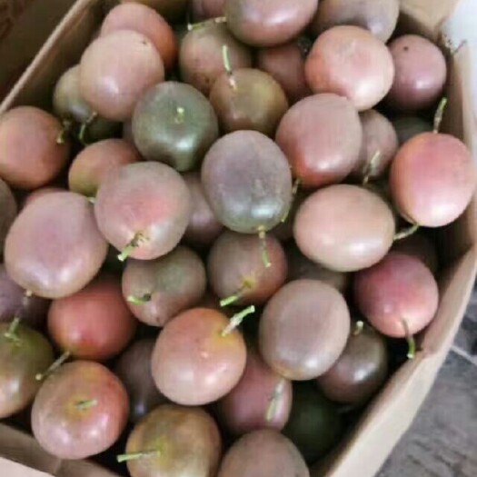紫紅色百香果 桂林本地高山果