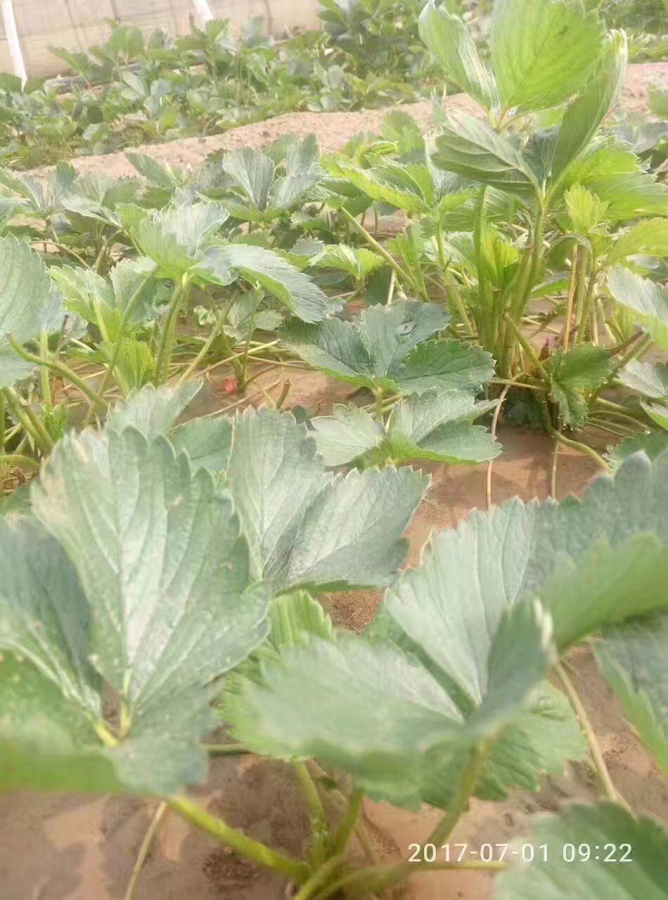  甜查理草莓苗