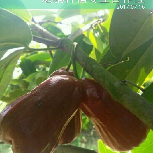 禄劝县大叶红莲雾苗