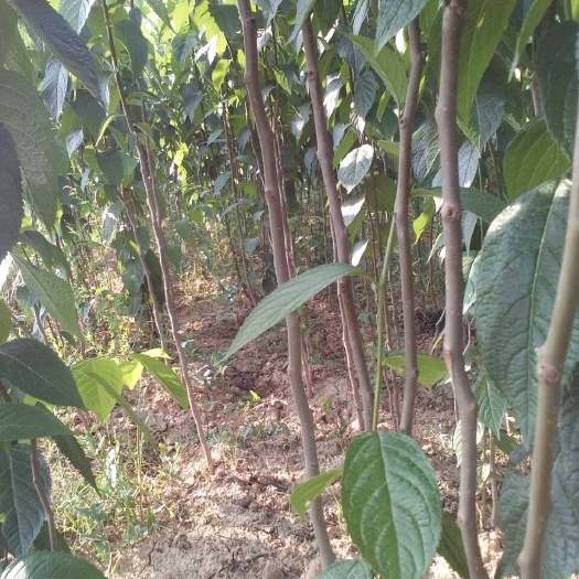 卢氏县杜仲苗 苗圃有1到3公各规格都有