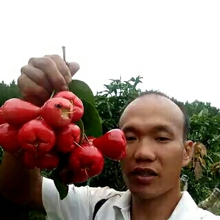 灵山县大叶红莲雾苗  （精品）莲雾苗，产地直销 。全国包邮，品质保证