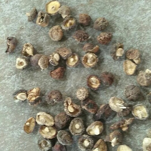 南召县普通香菇 3.0