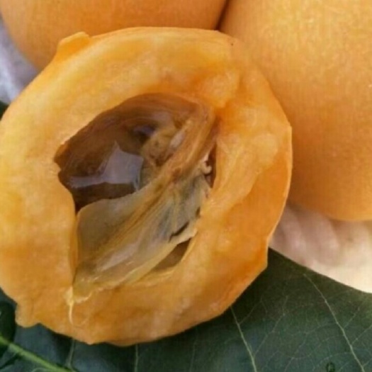 昆明大五星枇杷 1两以上