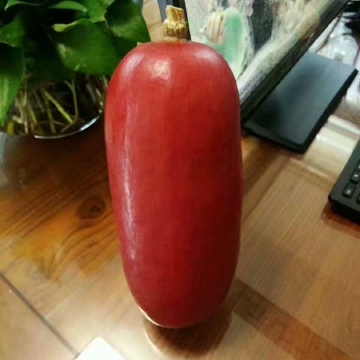 红香蜜种子