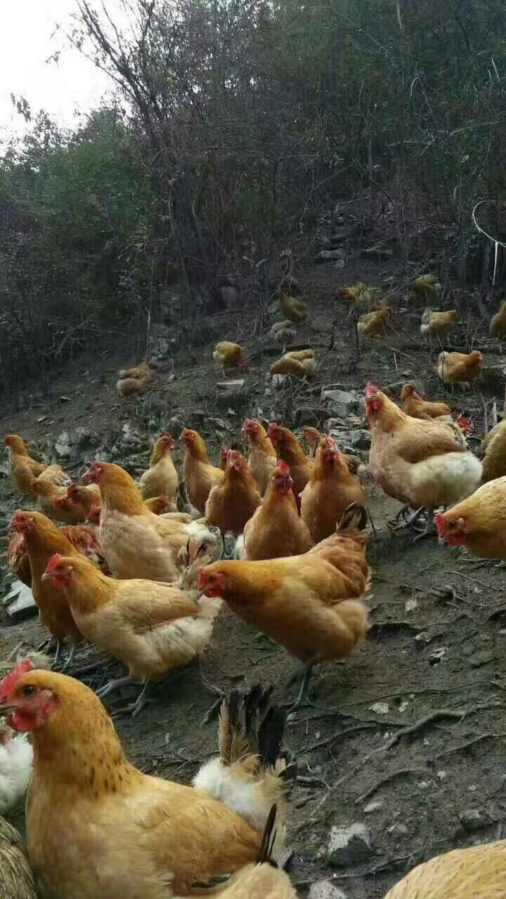 青脚土鸡 母 3-4斤