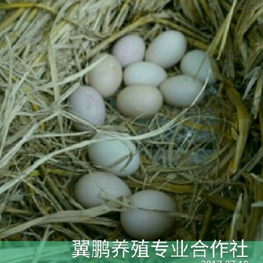 禄劝县绿壳鸡蛋 食用 箱装