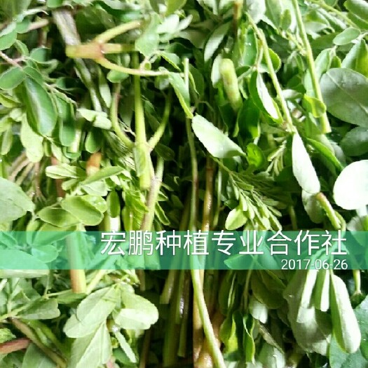 禄劝县辣木籽