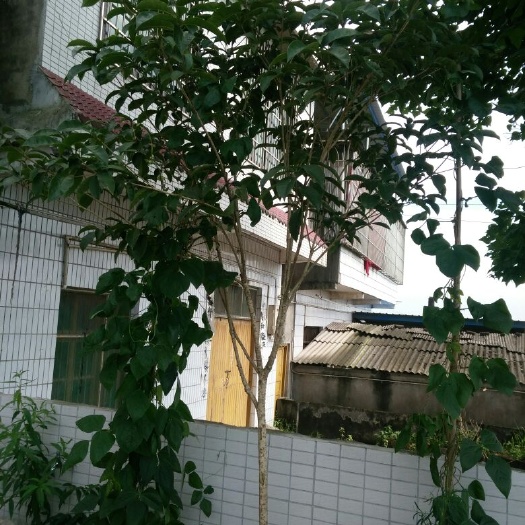 岳池县八月桂