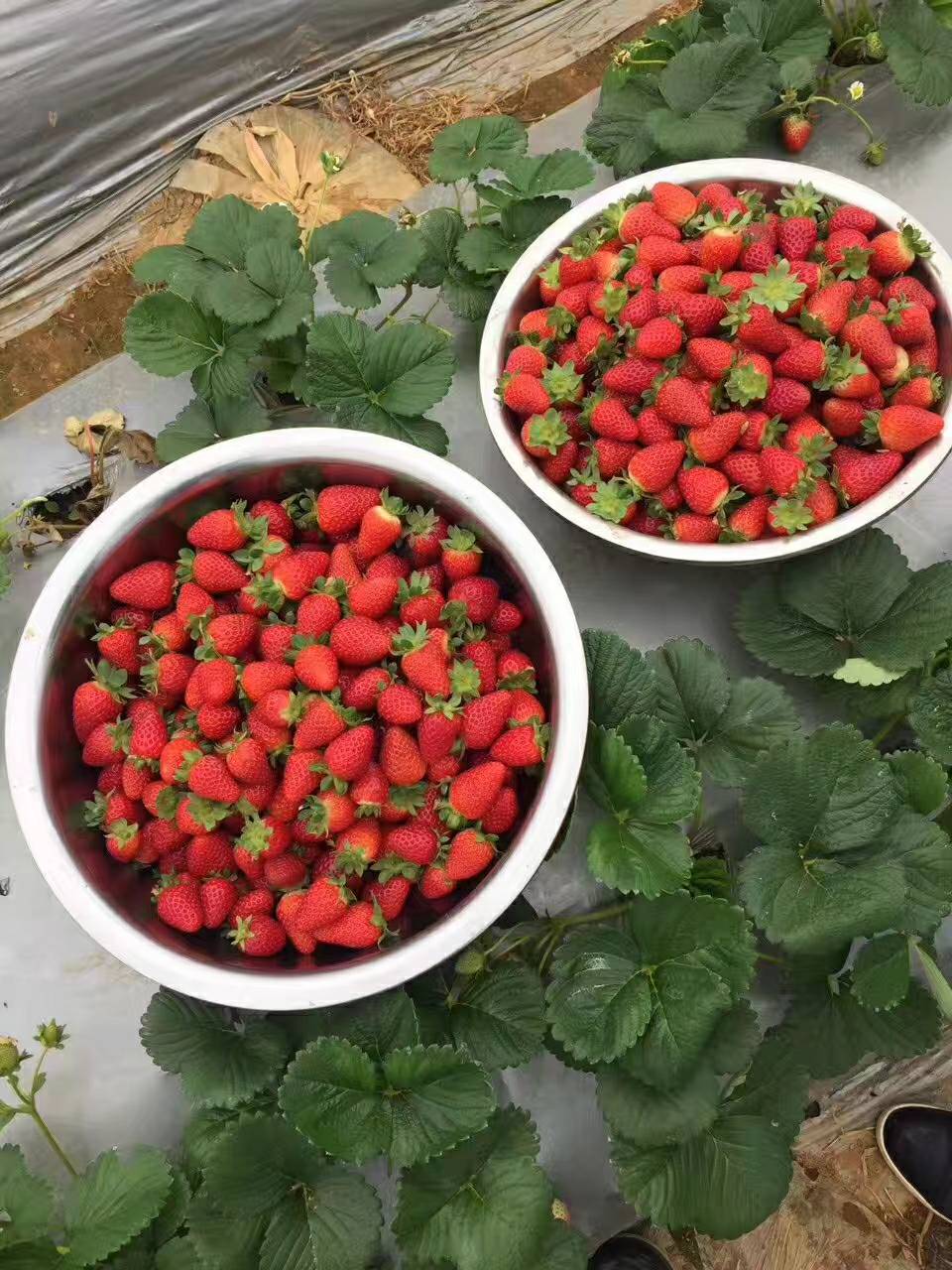 泰安妙香草莓苗 地栽苗 20~30公分 