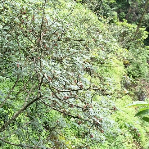 乐山川椒 干花椒 特级 