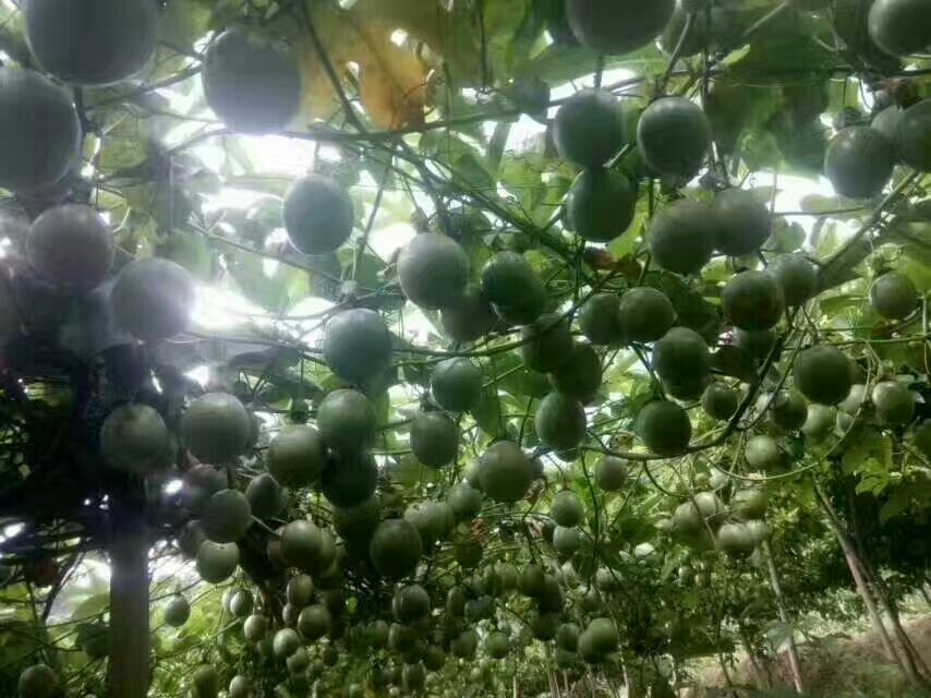 紫香一号百香果  台农一号百香果 紫皮百香果肉肥当季新鲜水果鸡蛋果柠檬