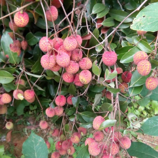 灵山县无核荔枝苗 土球苗发货按重量距离收快递费