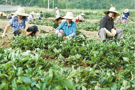 脫毒草莓苗 地栽苗 10~20公分 