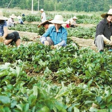 白草莓 地栽苗 10~20公分