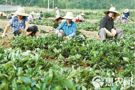 白草莓 地栽苗 10~20公分