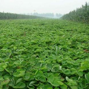 白草莓 地栽苗 10~20公分