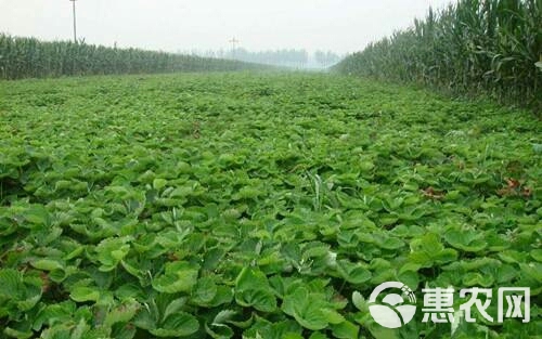 白草莓 地栽苗 10~20公分