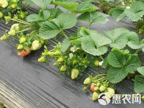 白草莓 地栽苗 10~20公分